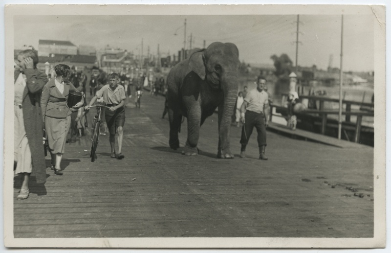 Elephant Jumbo Pärnus, on the bridge of pedestrians.
