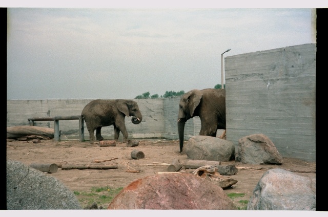Elephants in Tallinn Animal Garden