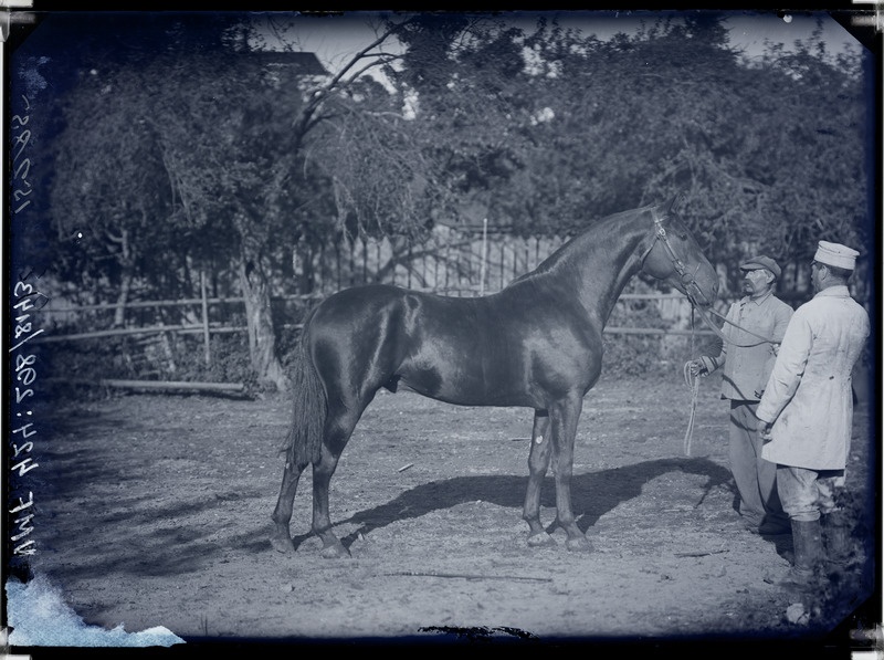 fotonegatiiv, Seisler, hobune, 2 meest, 1913 foto J. Riet