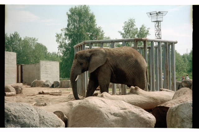 Elephant in Tallinn Animal Garden