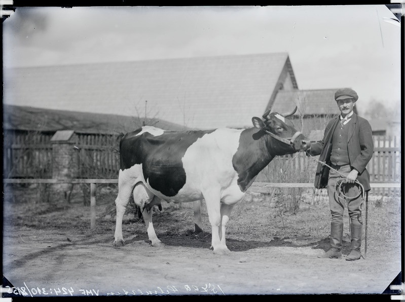 fotonegatiiv, Viljandi khk Uue-Võidu mõis, Karula, von Helmersen'i lehm 1914 foto J.Riet