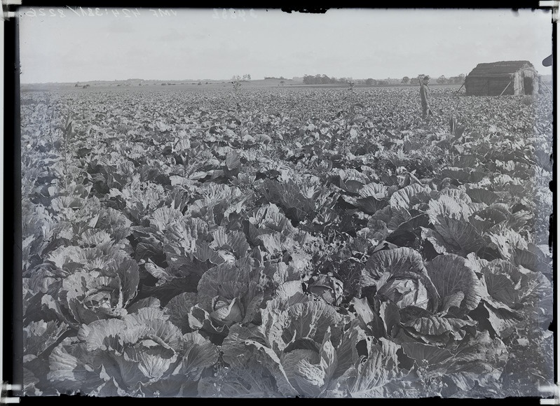 fotonegatiiv, Viljandi, jalaväe intendandi aed Tallinna tn ääres, kapsad 8.09.1920