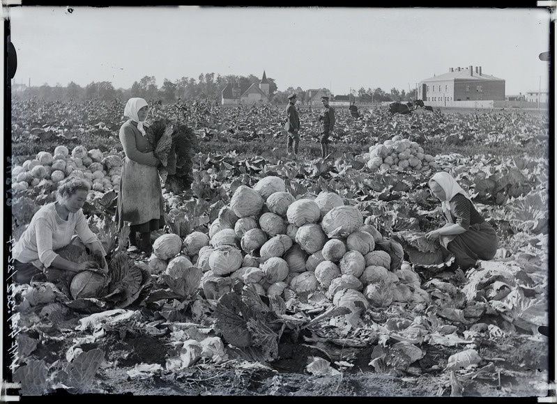 fotonegatiiv, Viljandi, jalaväe intendandi aed Tallinna tn ääres, kapsakoristus, taga paremal vangla, keskel palvemaja 8.09.1920 foto J. Riet