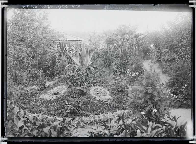 fotonegatiiv, Viljandi, Posti tn 42? aednik Hans Wichwelin'i aed 1906 foto J.Riet