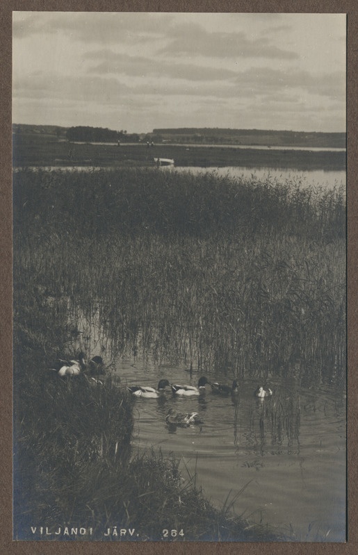 foto albumis, Viljandi, järv, pardid vees, u 1915, foto J. Riet