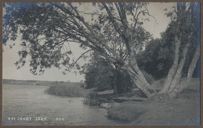 foto, Viljandi, järve vastaskallas, mitmeharuline puu, järv, taga Tartu tee
, u 1920nd  duplicate photo
