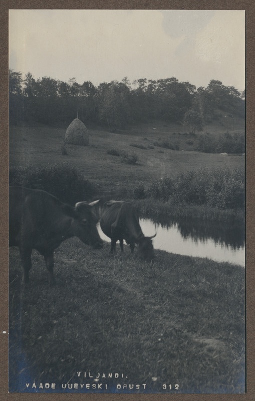 foto albumis, Viljandi, Uueveski org, oja, 2 lehma, u 1920, foto J. Riet