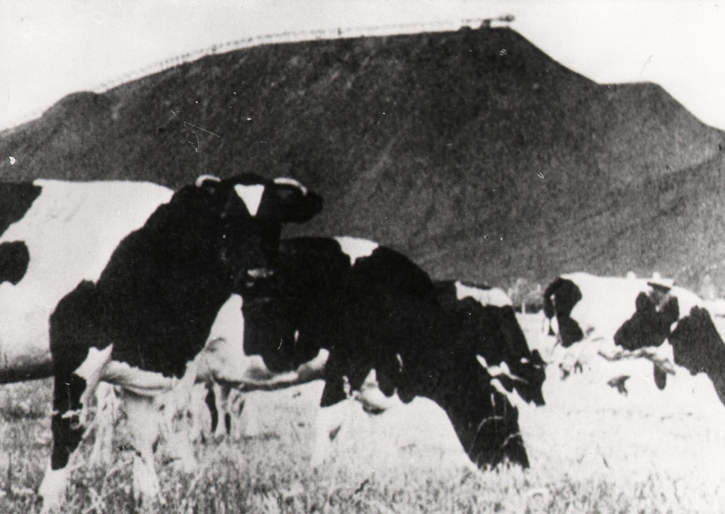 Kohtla-järve raj. Livestock farming is developing in conjunction with the mining of burning stone. Black-white bear in the oasis.
