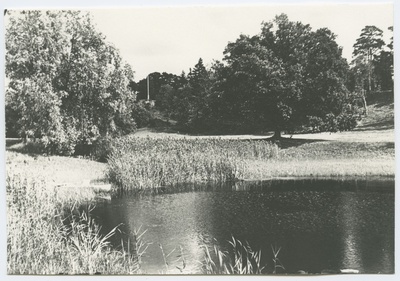 Kõrkjatesse kasvanud Pirita jõe sopp.  duplicate photo
