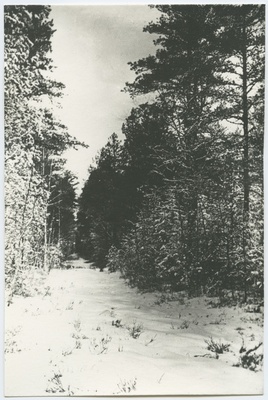 Tee Pirita männimetsas, talvefoto.  duplicate photo