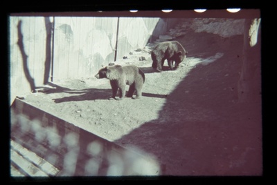 Zoo in Kadriorus. 2 brown bears on the hook.  similar photo