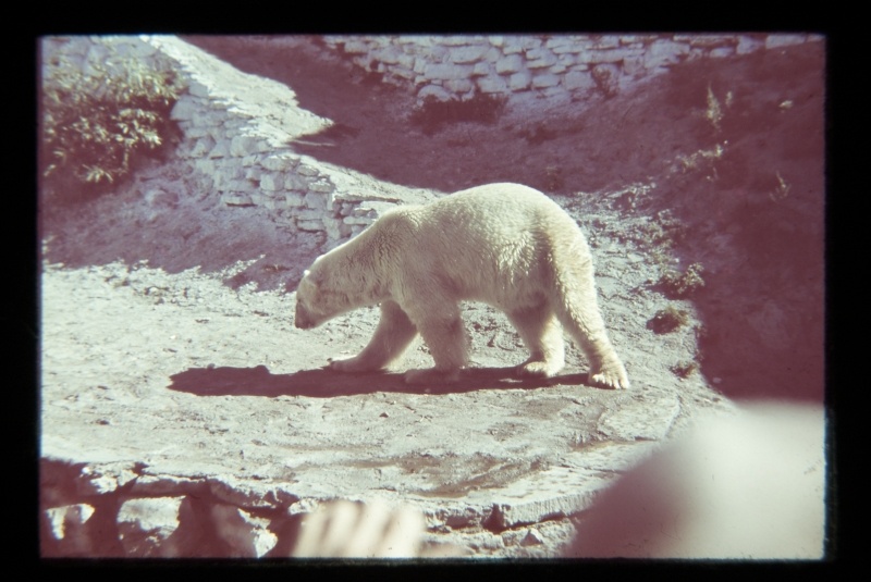 Zoo in Kadriorus. Ice bear on the edge height, hand in the bottom of the frame.