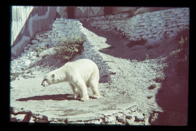 Zoo in Kadriorus. The ice bear with stove heights and paintings in the background of the table wall.  similar photo