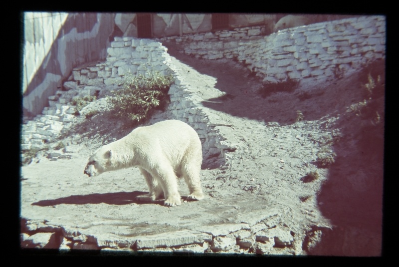 Zoo in Kadriorus. The ice bear with stove heights and paintings in the background of the table wall.
