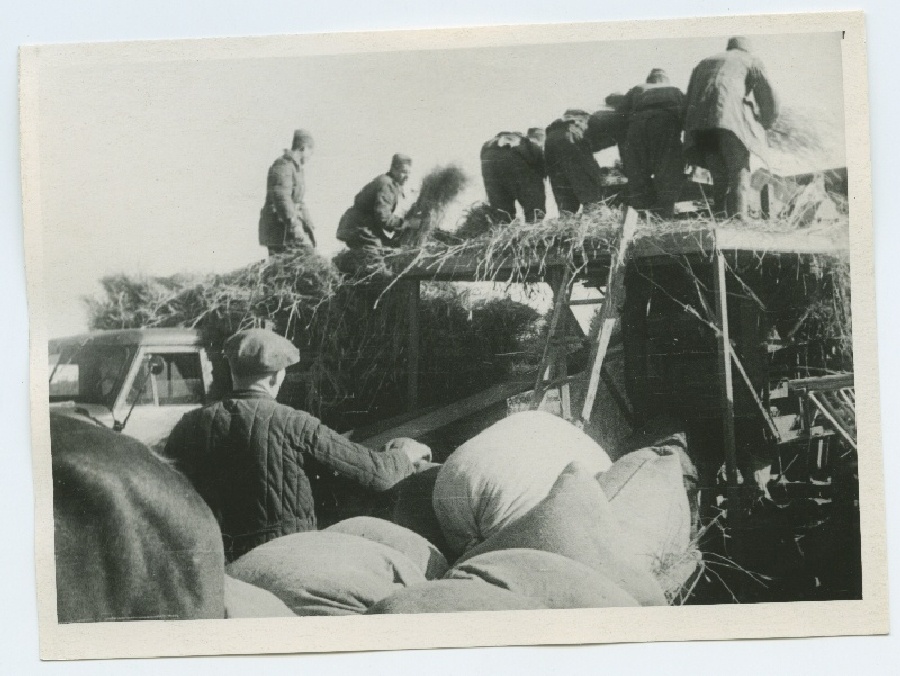 Viljapeks 1945. aasta sügisel Keila rajoonis.
