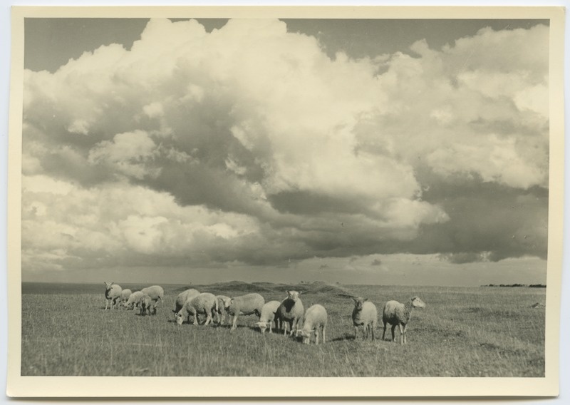 Eesti maastik lammastega.