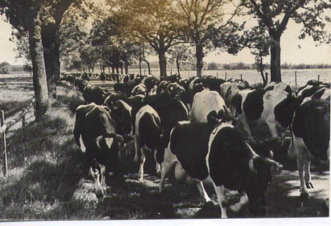 Audru sovh dairy. 1968.
