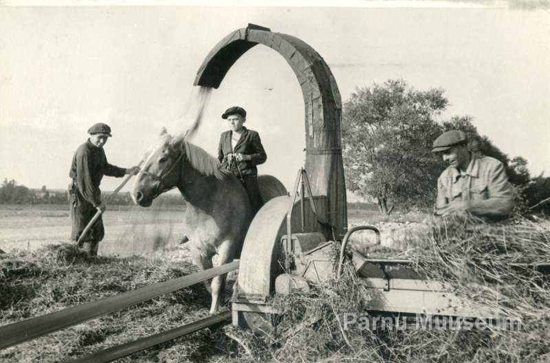 Photo, H.Rannau in 1956, silo preparation in Audru sovhoos Sanga department.