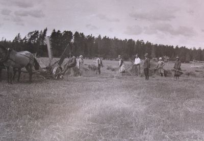 Crop harvestingAudruujumaamõisas.