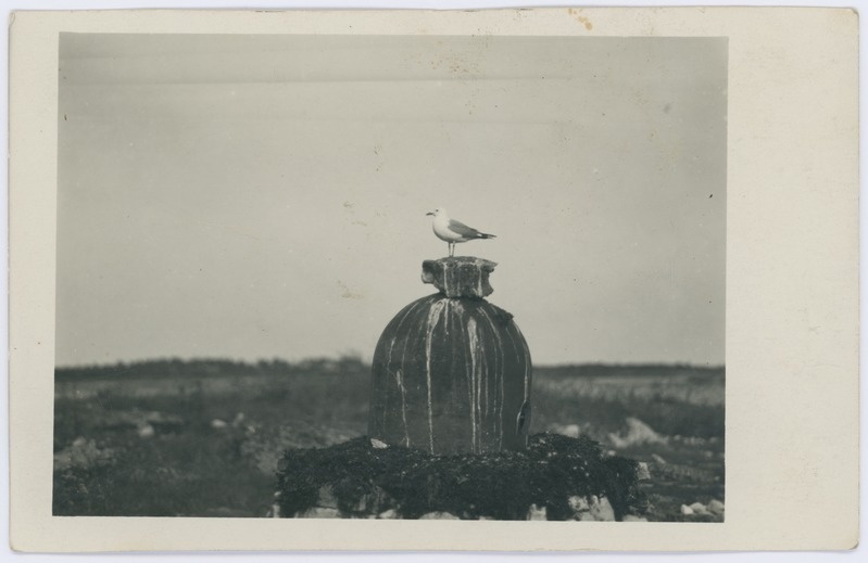Loodusfoto. Kajakas Vilsandi saarel.
