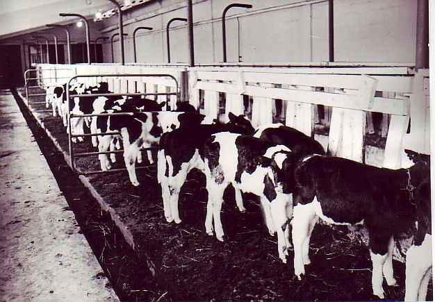 Collhose "Personal Winner" Nabala farm