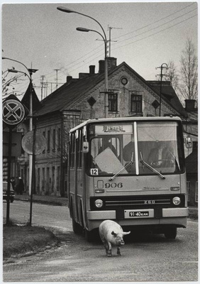 Photo postcard, Viljandi, beginning of Tallinn tn, bus 12 and pig  similar photo