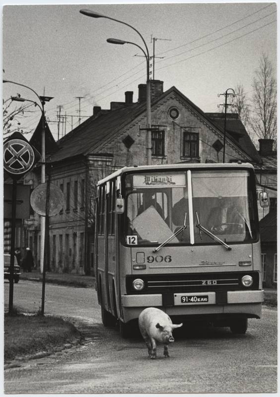 Photo postcard, Viljandi, beginning of Tallinn tn, bus 12 and pig