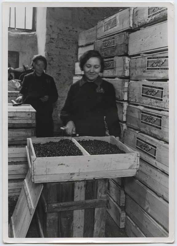 Eesti eksportmarjade (pohlad) pakkimine.