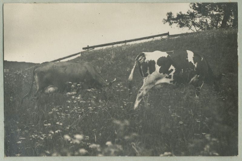 Joh. Mülberi album1: lehmad koplis