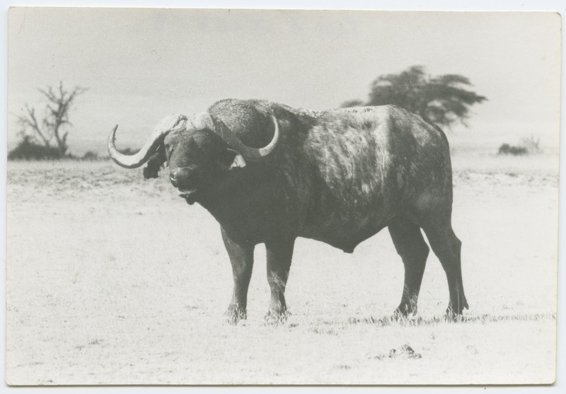 Aafrika pühvel.