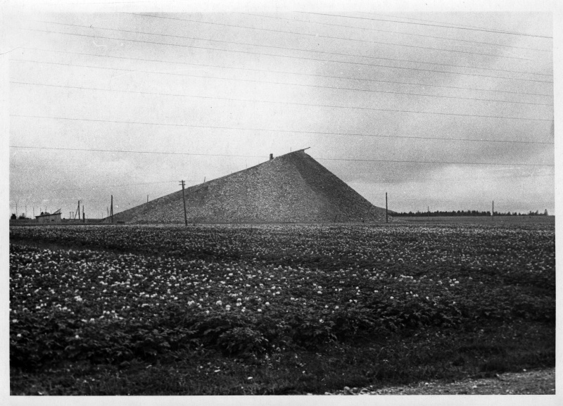 Kukruse cemetery mountain. Flourishing potato field at the front, behind a high pearl mountain.