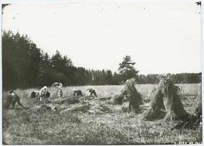 Rukkilõikus, lõigatud vili pannakse hakkidesse.  duplicate photo