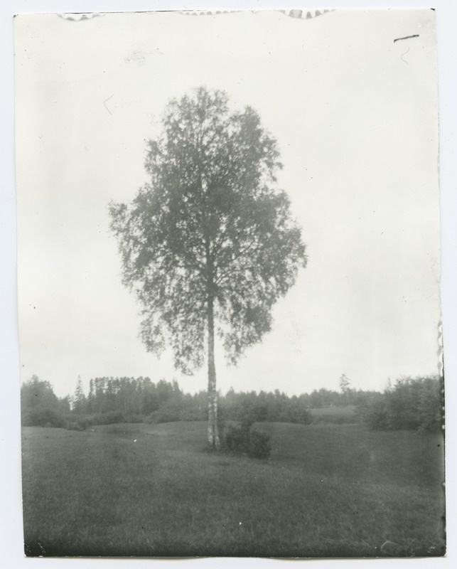 Üksik kask taeva foonil, umbes 1915. aastast.