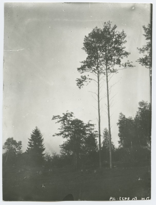Maastikufoto kahe kõrge puuga esiplaanil, 1920-ndad aastad.