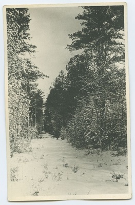 Tallinn, Pirita, metsa siht talvel.  duplicate photo