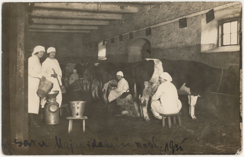 Saku kodumajanduskooli õpilased lehmi lüpsmas