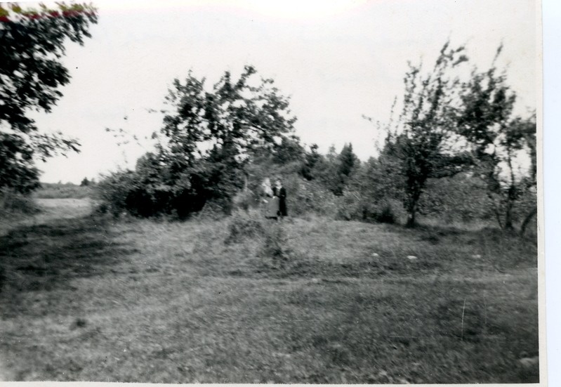 Õunapuud Kitselinna seljandikul