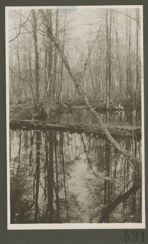 Sild üle vee metsas.