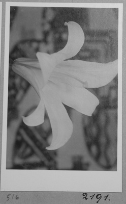 Liiliaõis.  duplicate photo
