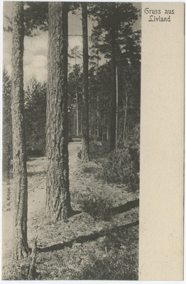 Postkaart "Grus aus Livland". Metsa vaade.  duplicate photo