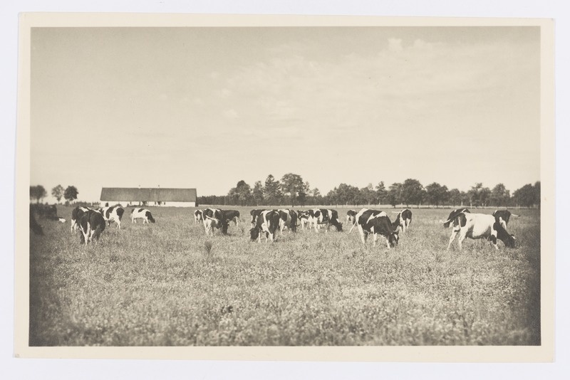 Lehmad kultuurkarjamaal.