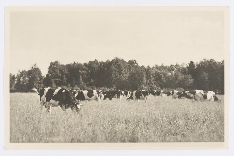 Lehmad kultuurkarjamaal.