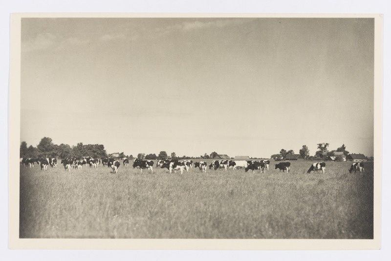 Lehmad kultuurkarjamaal.