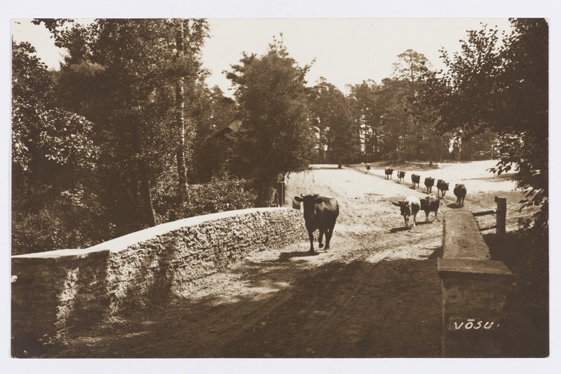 Lehmad külatänaval.