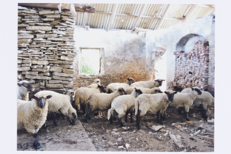 Võerdla küla Ületee talu lambad Kostivere kõrtsihoones