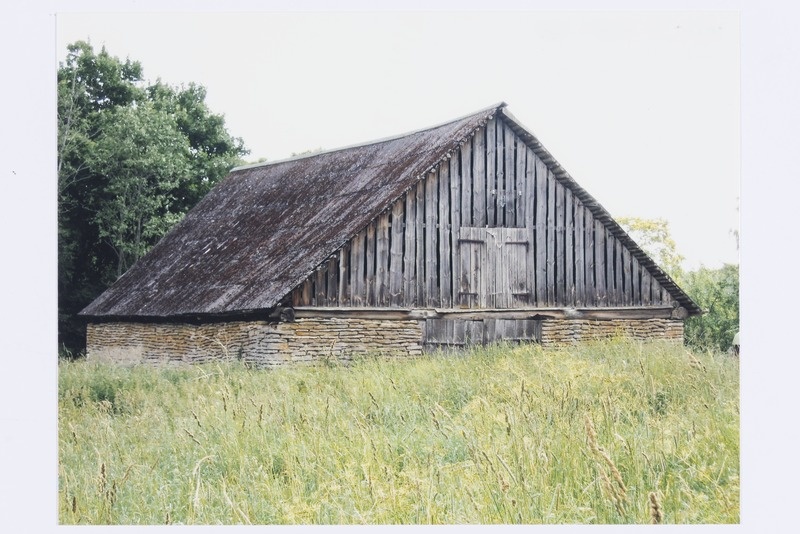 Tõnu talu tall Koila külas