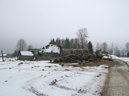 Metsküla, Madismäe talu lambad