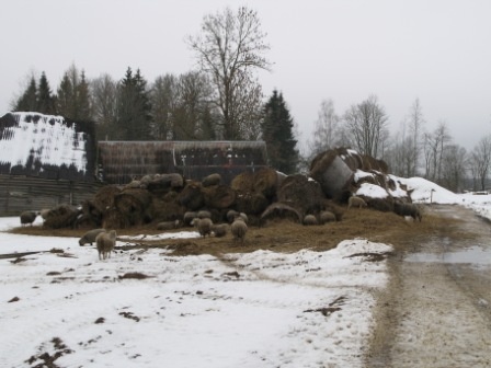 Metsküla, Madismäe talu lambad