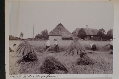 Rukkilõikus Harju-Jaanis. Naised sirpidega rukist lõikamas ja hakki pandud vihud.  duplicate photo