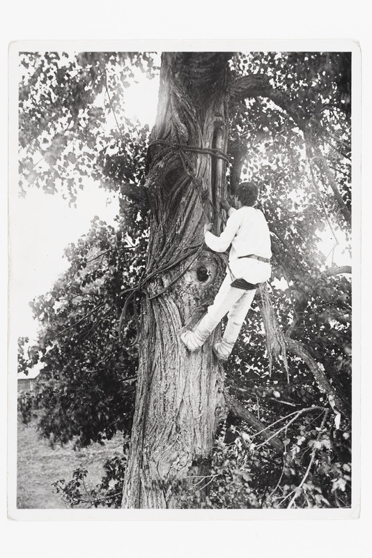 Mari mees ronib puu otsa mesitaru juurde u. 1905. a.